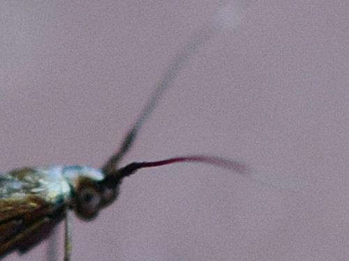 Coleophora sp.